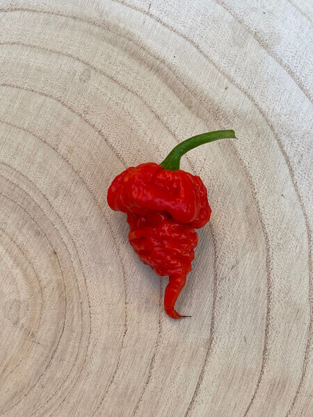 Reaper Brain Red Reaper Brain Red